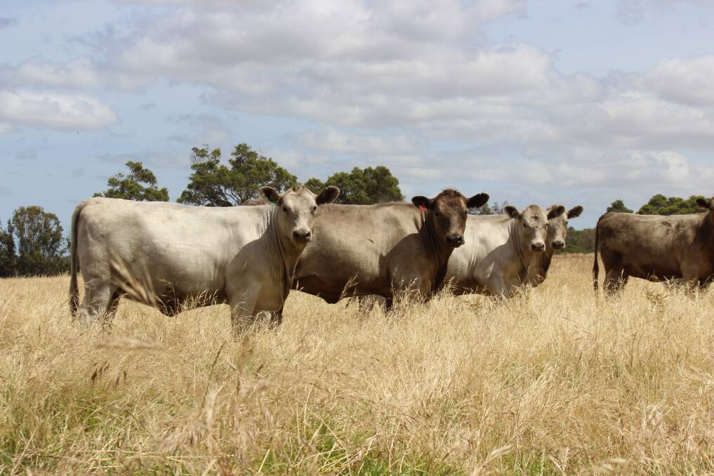 The Bagshaw family's Young Guns stud, Hyden, will offer 21 Murray Grey PTIC heifers, which are based on their own stud bloodlines and are back in calf to Young Guns Murray Grey bulls.