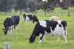 Industry to milk better results in 2017