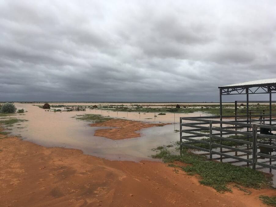 There was plenty of water lying around Kalyeeda cattle station, near Fitzroy Corssing, after a good start to the wet season.