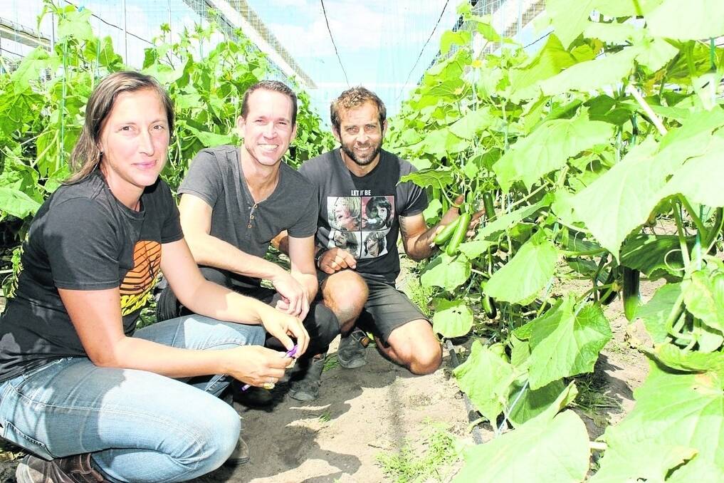 Project manager Kerry Dell'Agostino (left), Wide Open Agriculture managing director Ben Cole and head grower Damien Rigali have seen the greenhouse crop flourish under controlled environmental conditions.