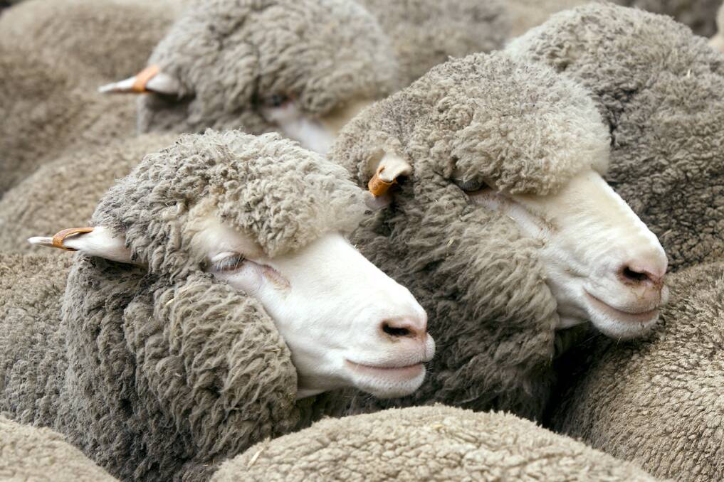 One in 10 WA sheep have OJD: DAFWA