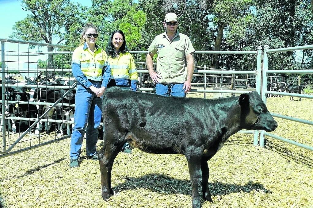 Black Dog Ride supporters and sponsors Laura Hutchinson (left) and Christy Osborn, Iluka Resources and Wade Scott, Gundagai Dairy, Elgin, who donated the heifer at the handover of Angus-Friesian heifer &#39;Clementine&#39; to the Black Dog Ride charity.