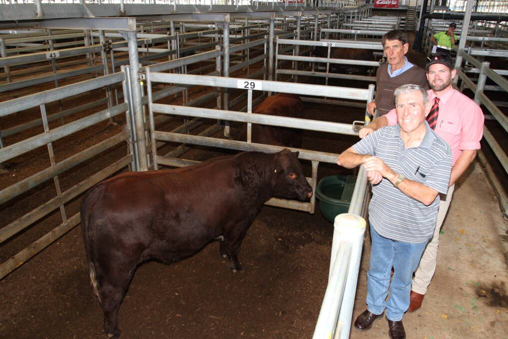 With the $11,000 top priced bull at Crathes Park's annual Shorthorn bull an dheifer sale at the Muchea Livestock Centre last week were buyer Alex Burrow (front), Narralda Shorthorn Stud, Clint Gartrell, Elders Busselton and Crathes Park principal Phil Burnett, Vasse.