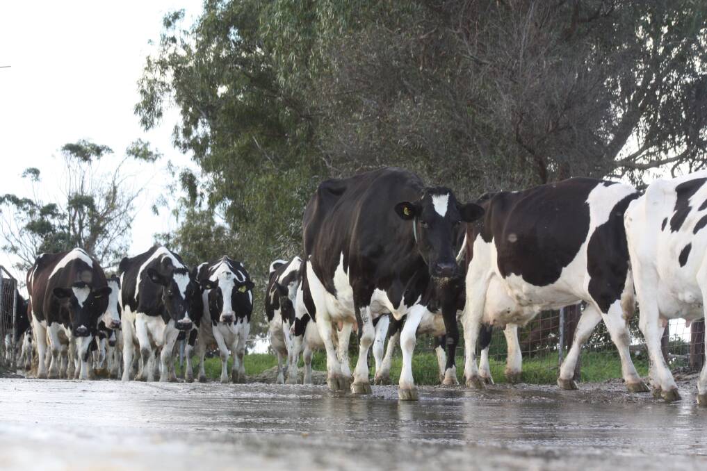 Parmalat is hoping to meet with its WA dairy farmer suppliers this month to discuss new contracts from October which will put the brakes on milk production increases signalled in existing contracts.