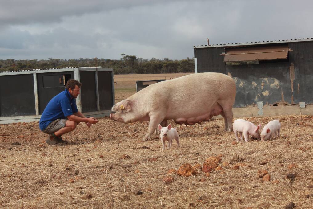 Free-range piggery operator Colin Ford runs an 800-sow operation west of Cranbrook. He says running a contract breeding operation has a lot of positives.