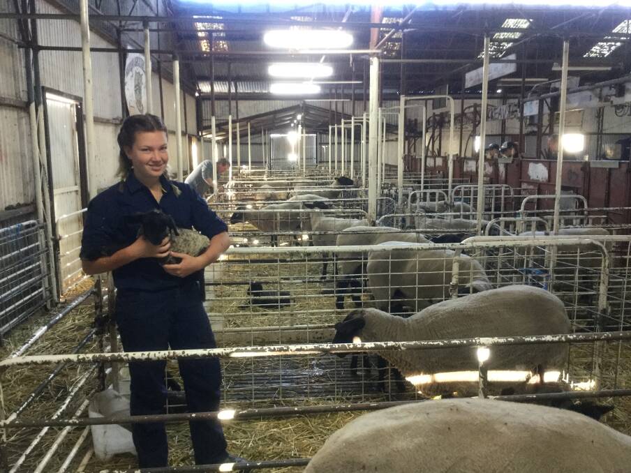 Zoe Dawson with a Suffolk lamb at the WA College of Agriculture – Narrogin.