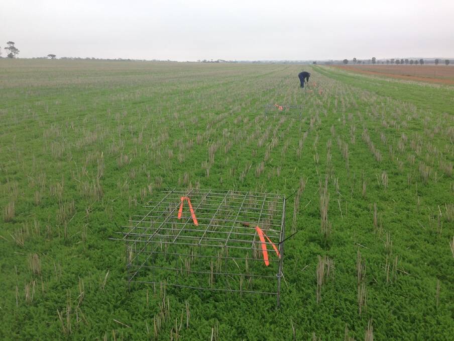 A healthy stand of regenerating biserulla ... a component of a new way of farming developed to boost profit and reduce risk in low and medium rainfall areas of Australia's grainbelt.