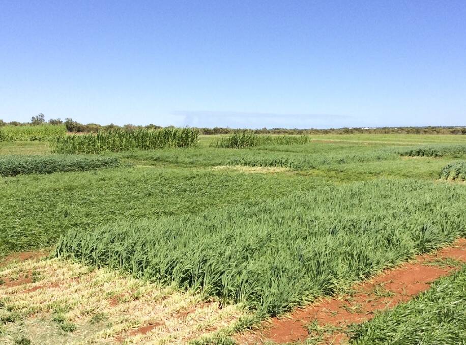 Two weeks ago field walk participants saw a range of irrigated pasture, fodder and crop options, including temperate grasses, being trialled by DPIRD mosaic agriculture researchers at the Water Corporation's Broome North Wastewater Treatment Plant.