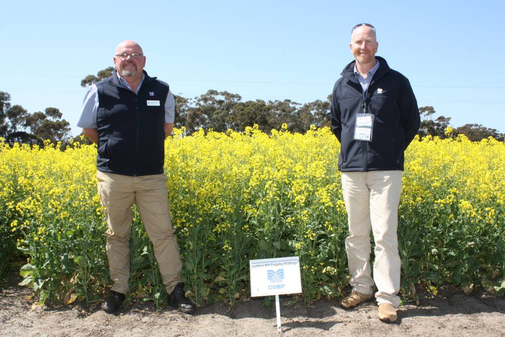 CSBP agronomist Jaap Pienaar (left) and CSBP fertiliser services specialist Graham Murray are aiming for a 1.5 tonne per hectare Bonito canola crop in the Southern Dirt cropping challenge.