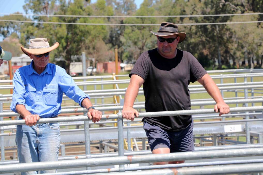 Graham (left) and Matt Carter, Marybrook, checked out the pens of young cattle before the sale got underway and then later purchased several pens.