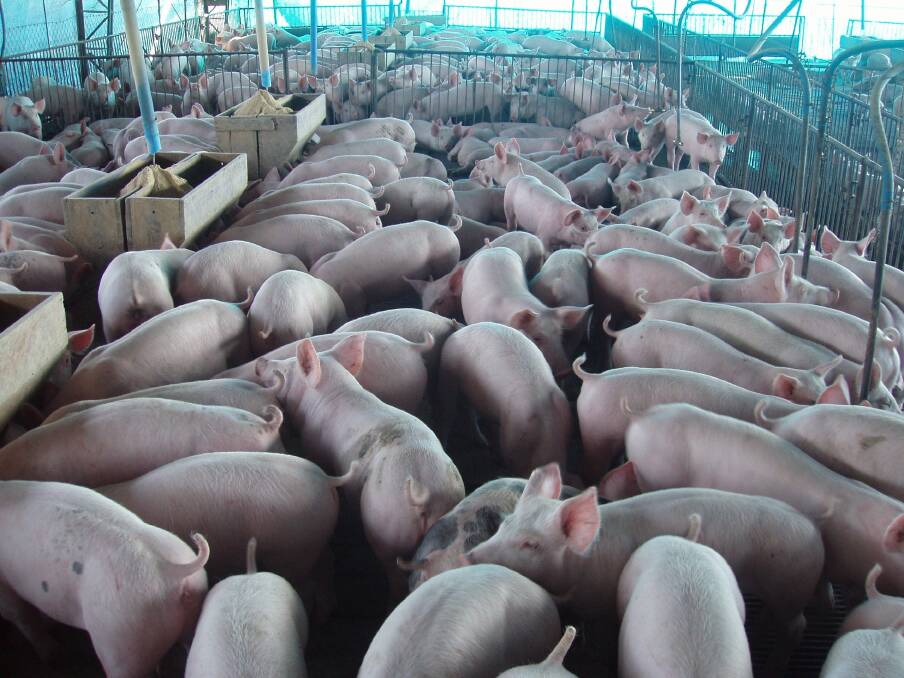  The Benchmarking Project lets local pork producers know how they are going on a global scale.