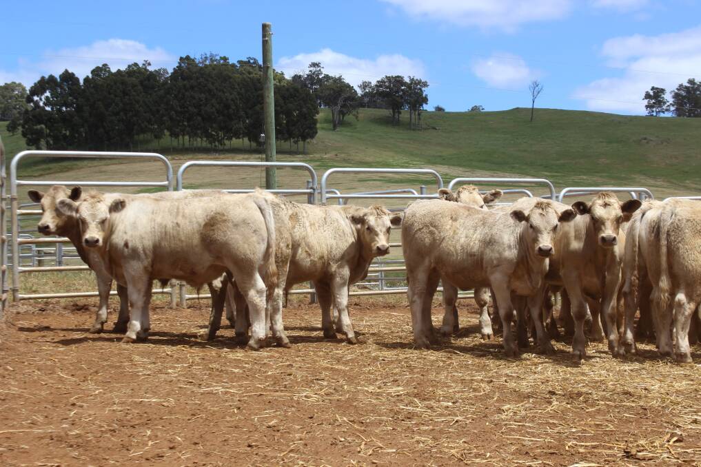  WA Charolais breeders are giving commercial breeders with Charolais-sired calves the chance to show off their weaners in a Charolais "Silver Calf" weaner competition this year. 