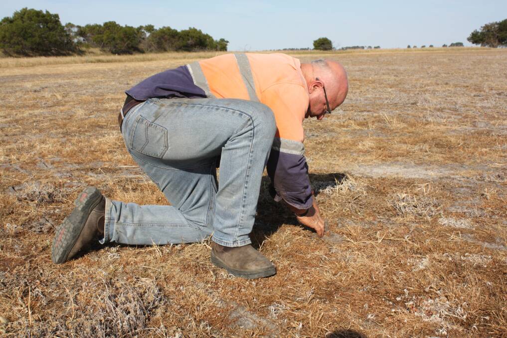  Neridup farmer John Wallace checks canola germinations six days after seeding the long-season variety CL970. “We could get up to four grazings from the canola which would be about six tonnes a hectare equivalent of food for the sheep before we lock the crop away in June,” he said. 