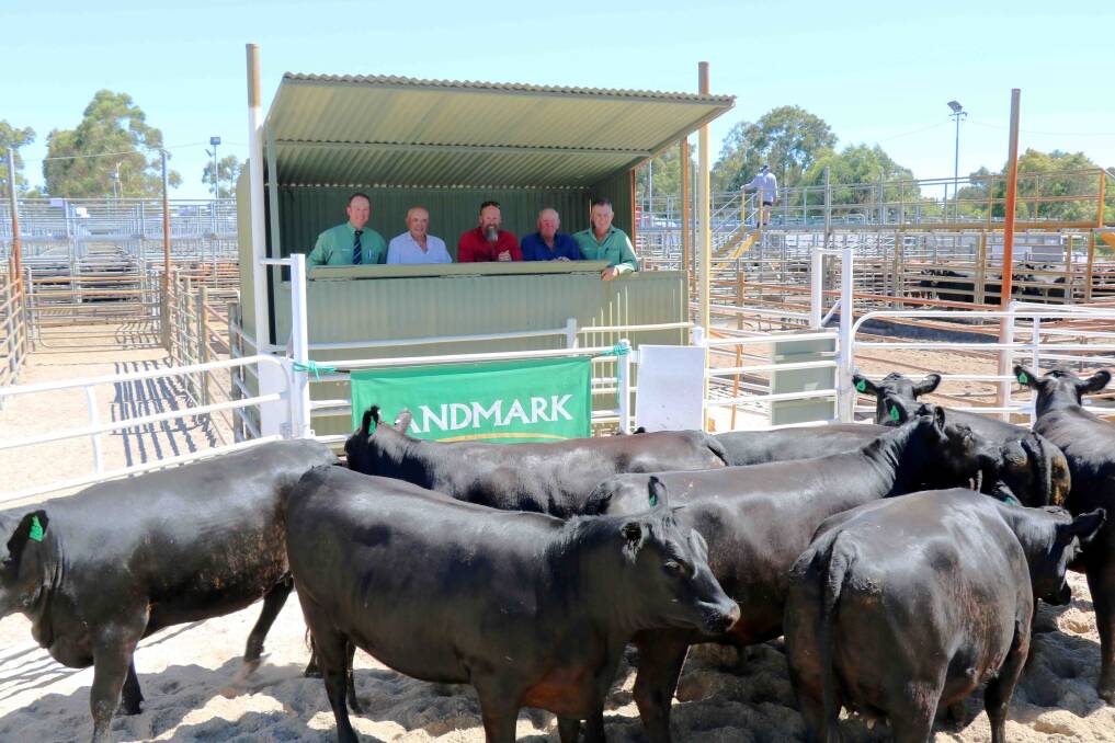  Looking over the $3500 top-priced Angus heifers sold by Frank Tomasi Nominees, Karridale, were Landmark South West livestock manager Michael Rose (left), Frank Tomasi, Kevin Owen, farm manager Frank Tomasi Nominees, buyer Dennis Roche, Pemberton and Jock Embry, Landmark Margaret River.