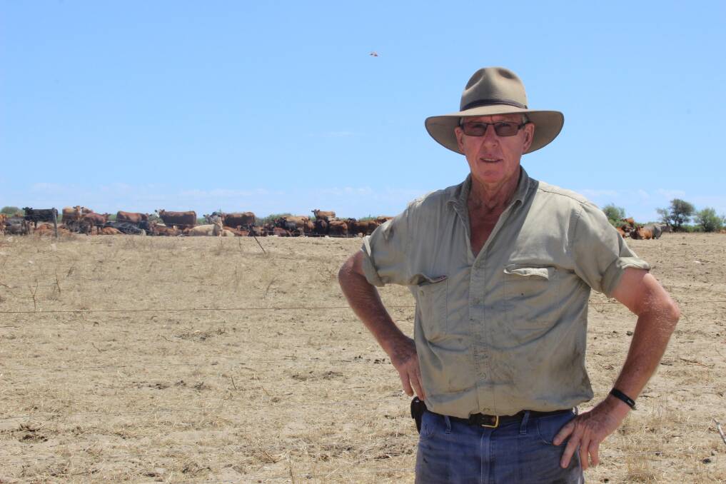 Lancelin cattle farmer and Stable Fly Action Group chairman Bob Wilson in front of a herd of cattle that he said are enjoying a not so distressed state after a nearby vegetable grower didn't harvest as much crop this year. He said usually the cattle were irritated by the stable fly and restless. 