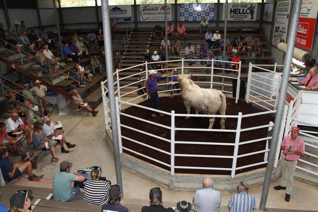 Six of WA's leading Charolais studs will offer 41 quality Charolais bulls at this year's WA Charolais Bull Sale on Thursday, February 1, at Brunswick. It is again the largest offering of Charolais bulls at one sale venue in WA this year.