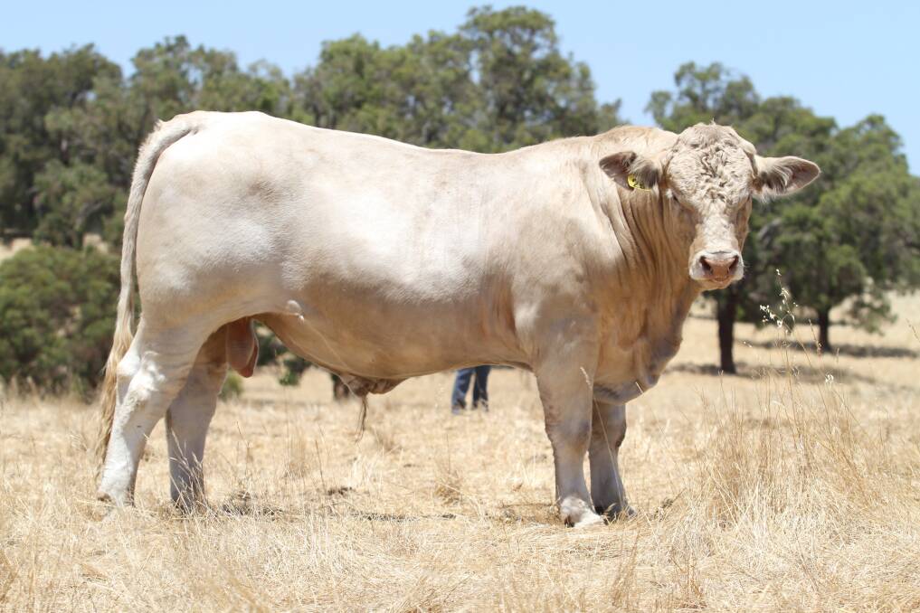  Lot 25 Downunder Missouri 1LP M29E is one of four bulls to be offered by the Downunder Charolais stud, Wooroloo (under the estate of the late Lesley Millner) at the WA Charolais Bull Sale at Brunswick on Thursday, February 1, 2018.