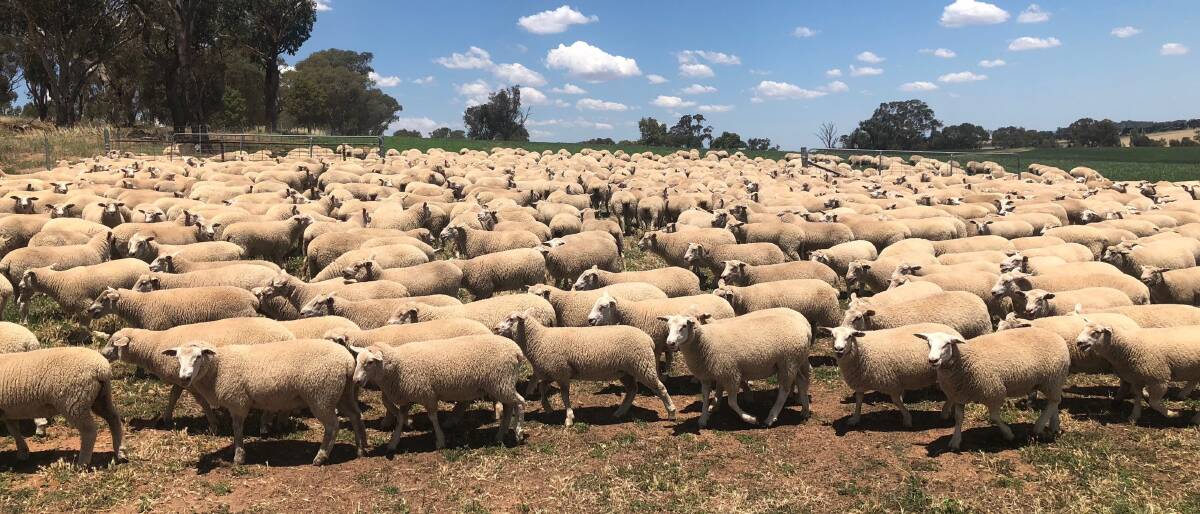 Ewe lambs, sired by Mount Ronan Maternal and White Suffolk rams, and out of Mount Ronan Maternal bloodline ewes at "Hills Park", Yerong Creek, New South Wales, in December 2017.
