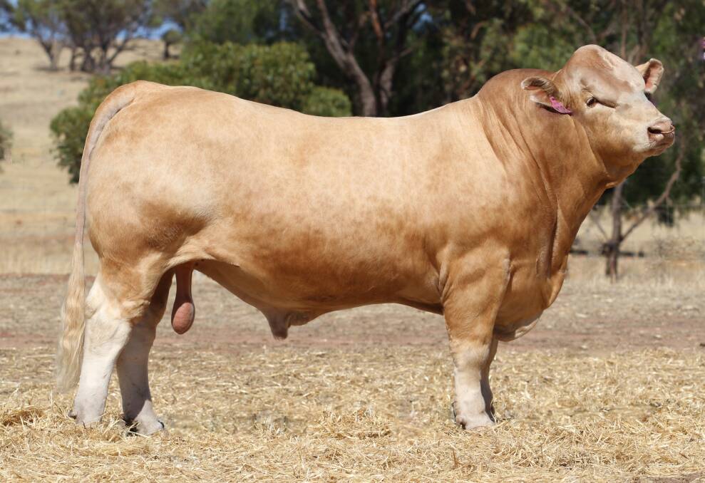 Liberty Major General M38E will be offered in lot two at the WA Charolais Sale on February 1 and is believed to be the best bull ever bred at the Liberty stud. 