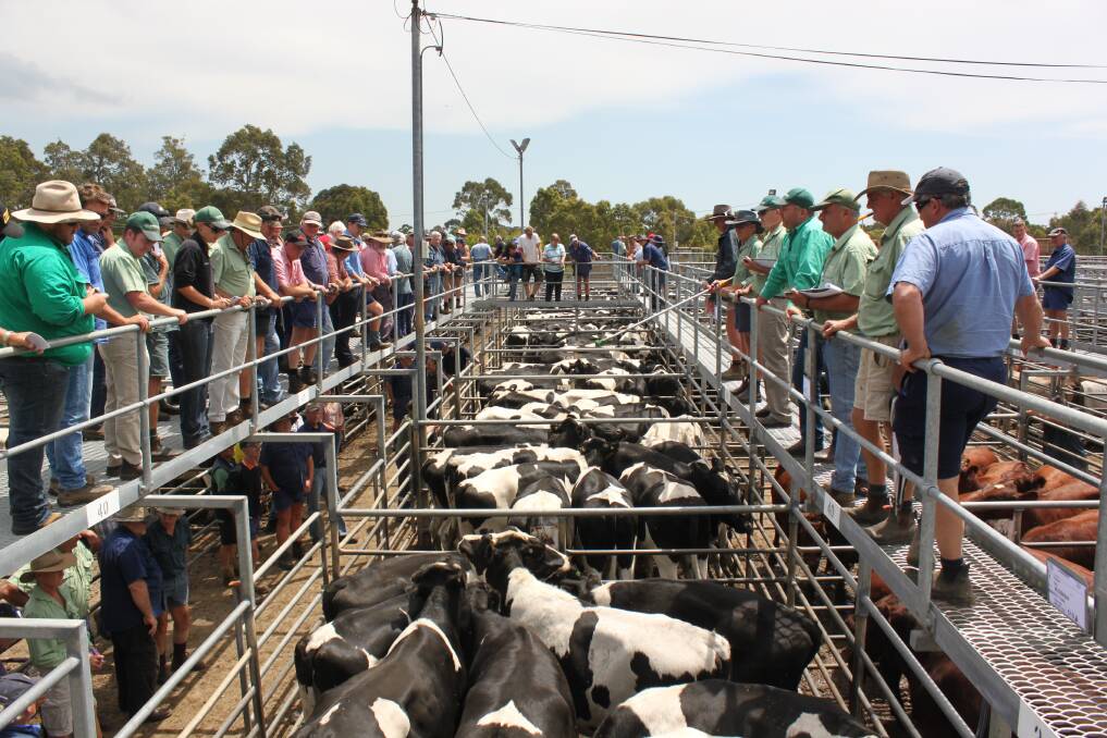  Landmark will yard 800 head in its monthly store sale at Boyanup on Friday, February 2. The majority of the yarding will be made up of Friesian steers as well as beef steers and heifers.