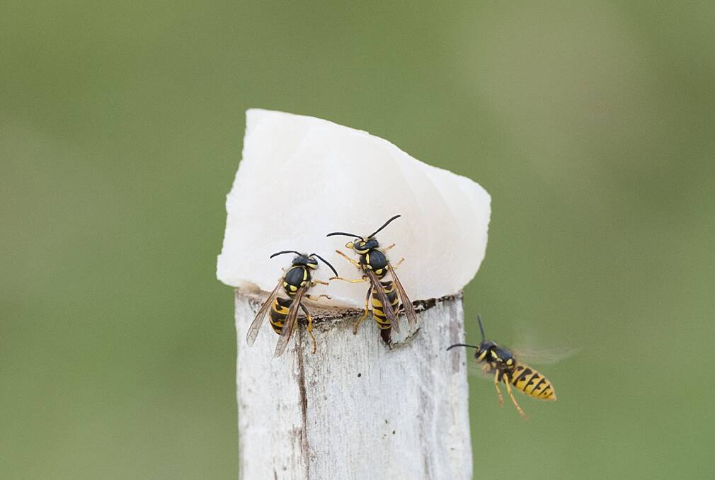 The European wasp is a scavenger, so if a wasp settles on pet food, fish or other meat products, report it immediately to the Pest and Disease Information Service on +61 (08) 9368 3080.