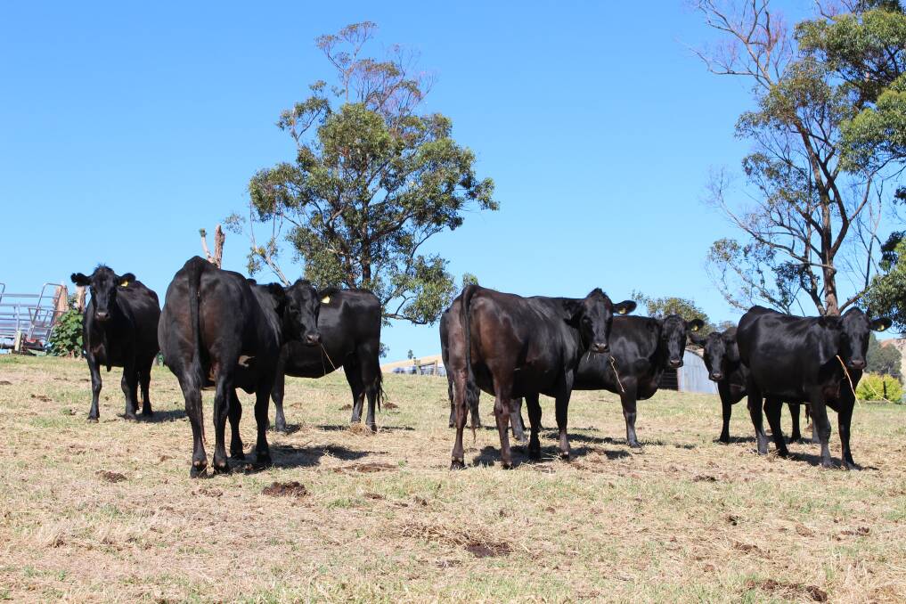 On offer in the sale will be 20 PTIC Angus-Friesian, first-cross heifers from Donnybrook producers     G & B Cooper.