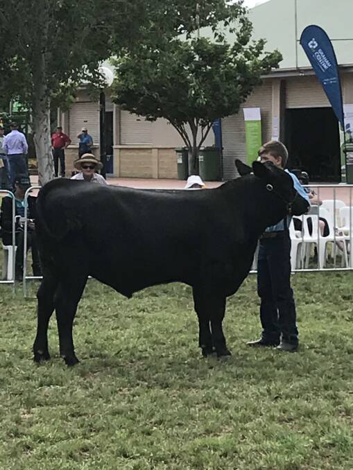 Leading the 8.5-month-old Monterey bred bull calf Blackstone Ninja N10 was Tomas Bond, Meadows, South Australia, whose family's Blackstone Angus stud owns and exhibited the calf at the Thomas Foods International Angus Young Roundup in Wodonga, Victoria.