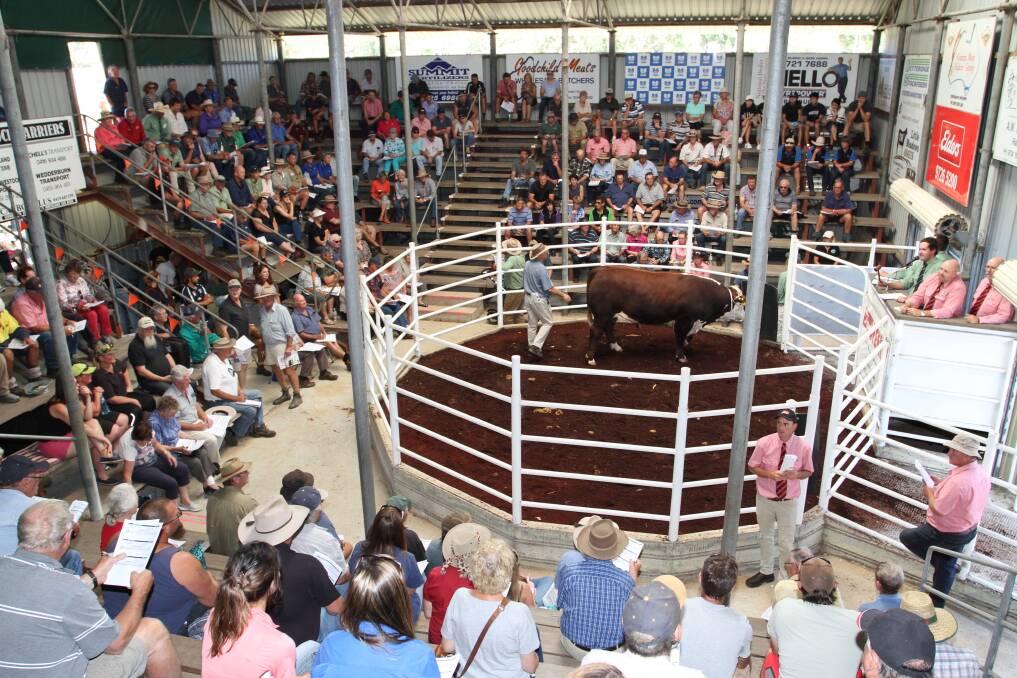 The Farm Weekly WA Supreme Bull Sale on Thursday, February 15 at Brunswick will feature a top line-up of 137 bulls representing eight  breeds. The sale starts at 12 noon.