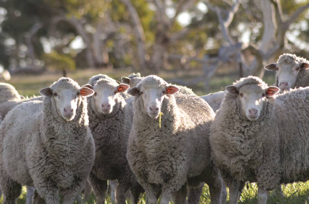 There are significant differences paid by meat processors in WA for mutton, lamb and skins, according to a report commissioned by Sheep Producers Australia and Meat and Livestock Australia.