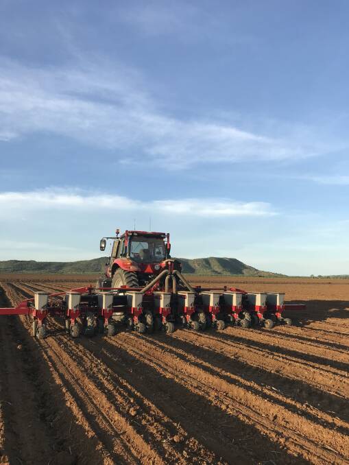 The Kimberley's first commercial cotton crop since 2011 was planted last week, with 200 hectares sown at Kimberley Agricultural Investment's Kununurra property.