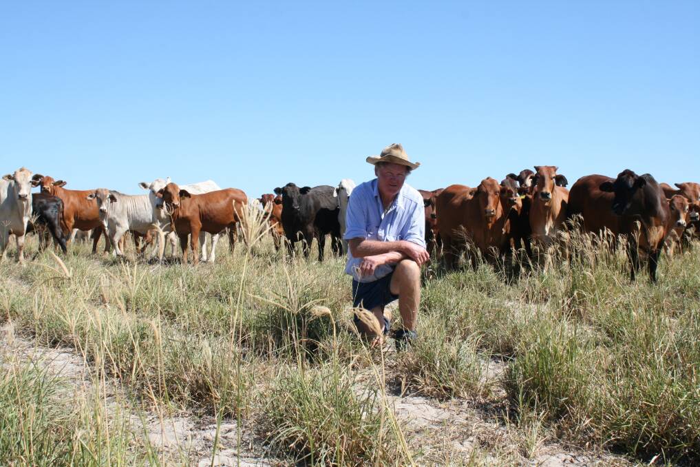 Perennial grower Grant Bain in grasses he sowed in 2015. The cattle have been grazing this paddock for just over a week.