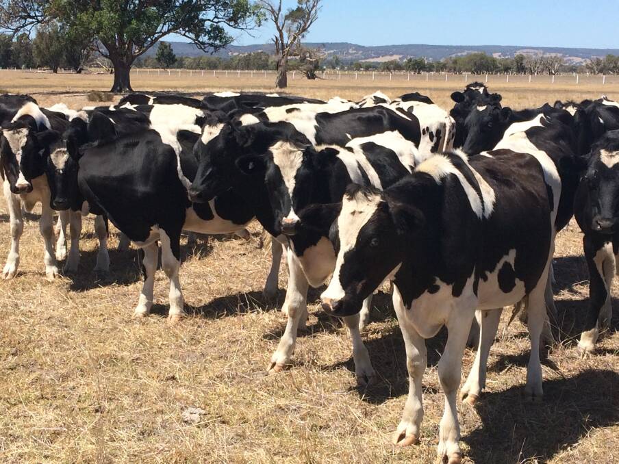 One of the biggest vendors in the Friesian steers will be Sue Furfaro, Yarloop, who will present 45 black and white steers aged  14-16 months.