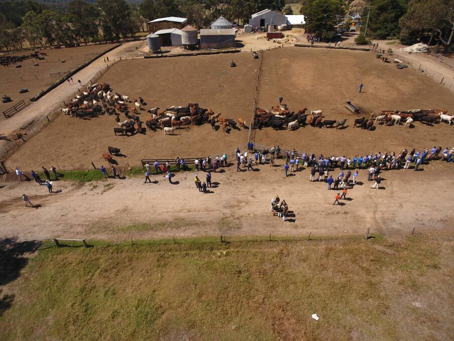 A look at the Harvey Beef Gate 2 Plate Challenge competition cattle from a different angle. In total there are 61 teams competing in this year's challenge and more than 200 people turned out to last week's field day to inspect their progress. Photo taken by drone supplied by Ed Riggall, AgPro Management.