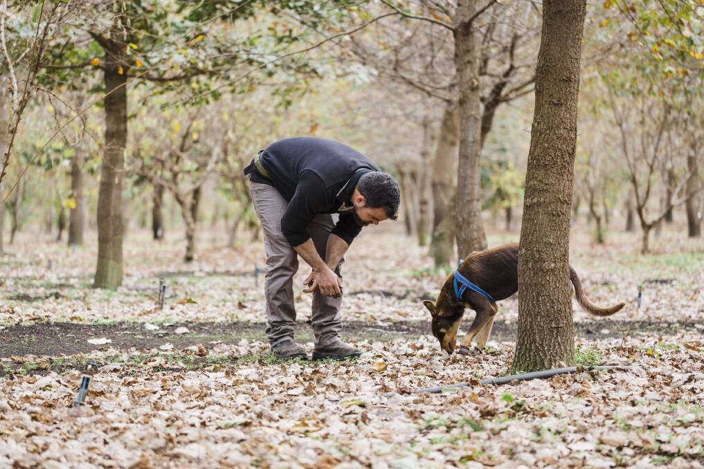  Specially-trained truffle dogs are used to locate the gourmet delicacy when they are ready to harvest. All photographs by Jessica Wyld.