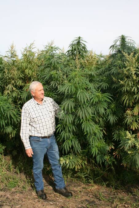 Dave Hiscox was proud to show off his first industrial hemp crop which towers over him at almost three metres high.