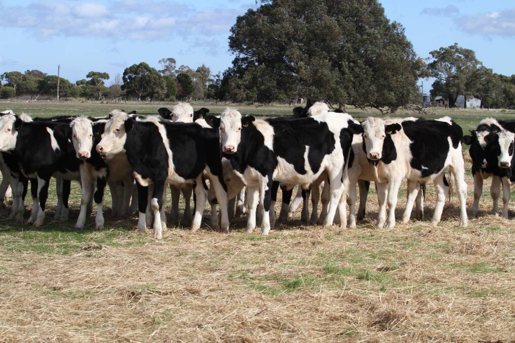 The Landmark South West team will yard about 1000 head in next week's Landmark Boyanup store sale on Friday, July 6, including a good run of Friesian steers.
