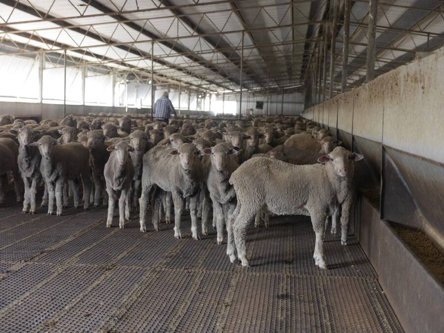 Exports blocked in attempt to re-enter sheep trade