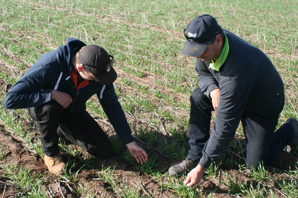 Like father, like son. Chris Wray (left) inspects the crop with his dad Tim.