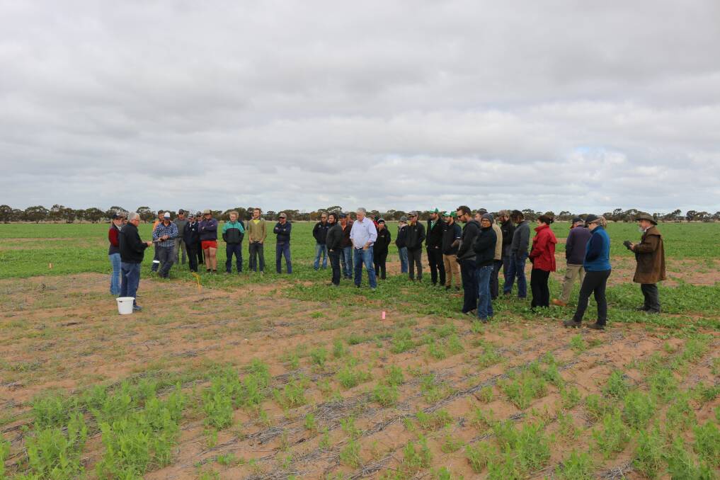 Local growers at the Grains Research and Development Corporation legume demonstration site with Department of Primary Industries and Regional Development senior research officer Mark Seymour.