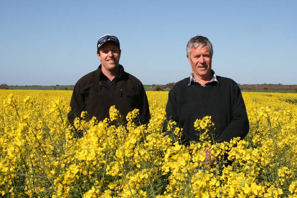 Brendan Geraghty standing with his father Chris in their 43Y23 canola crop at the Bencubbin property.