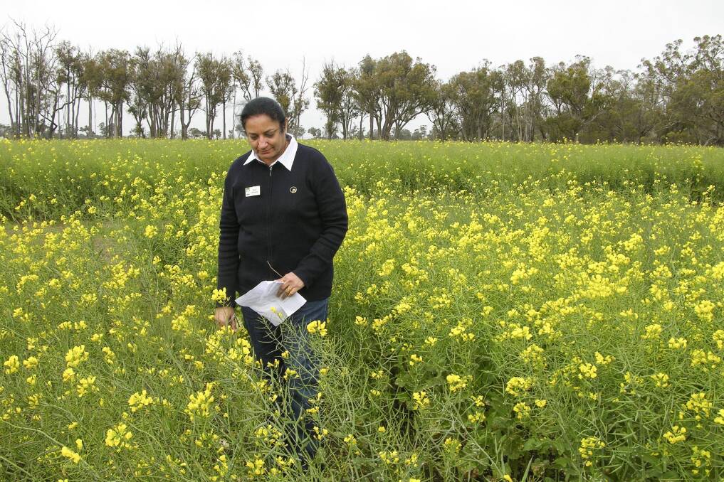 Elevated risk of canola fungal disease