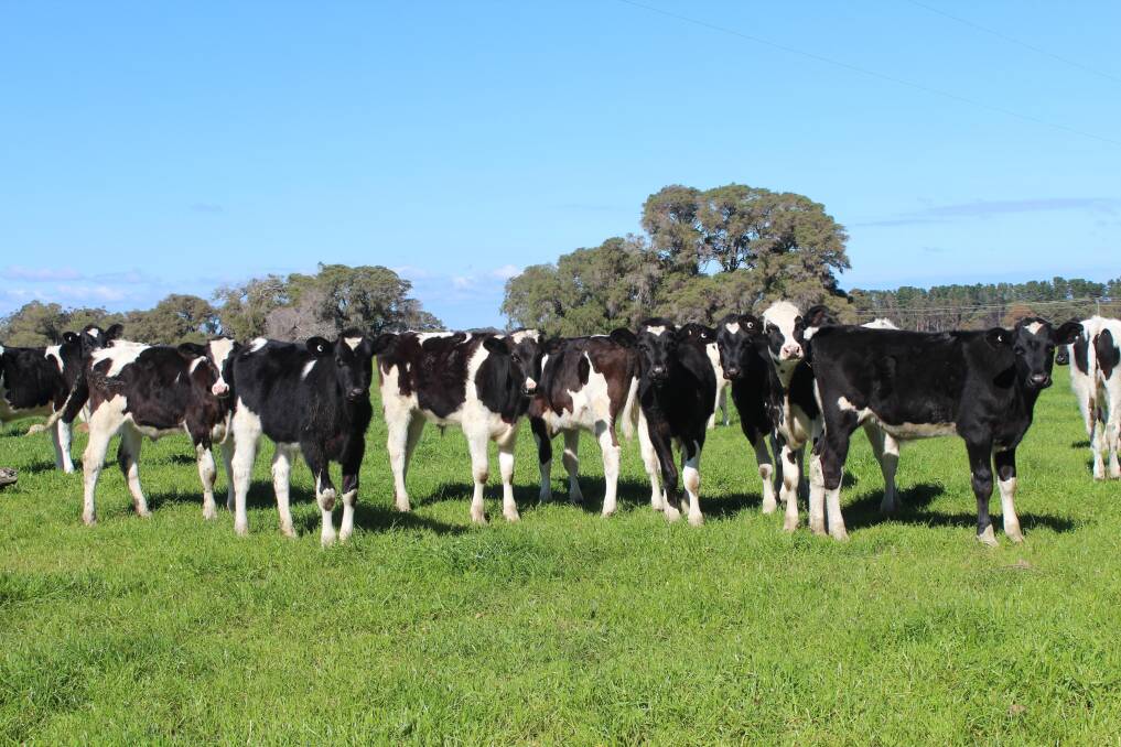  Andrew and Claire Jenkins, AC & CA Jenkins, Yelverton, will have 60 AI-bred Friesian steers aged six months up for the takings at next week's Landmark Boyanup store cattle sale.