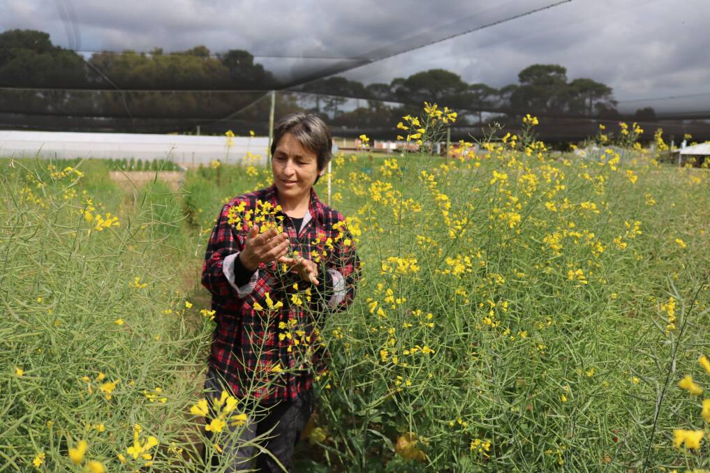  DPIRD research officer Imma Farre's modelling research has determined the optimum sowing window to maximise canola yields in different rainfall zones across WA.
