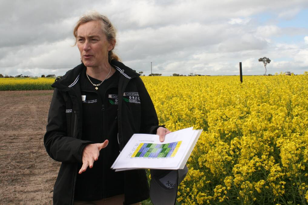  Curtin University's Centre for Crop and Disease Management researcher Sarita Bennett at the WANTFA field day in Cunderdin last week.