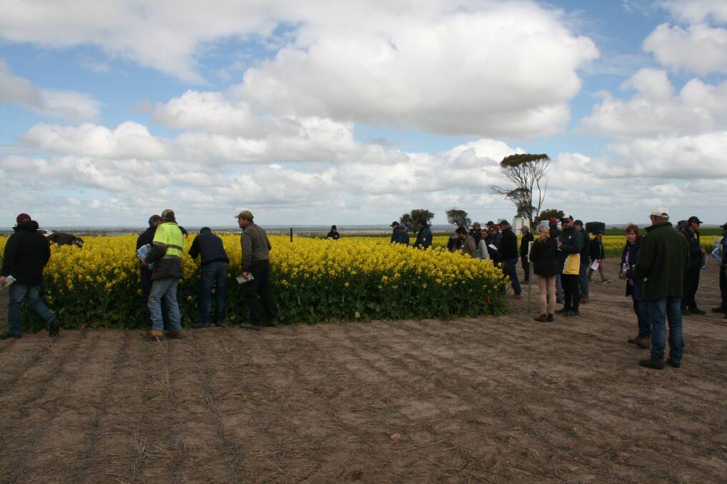 A group of farmers and industry professionals attended the WANTFA Canola Spring Field Day at Cunderdin last week.