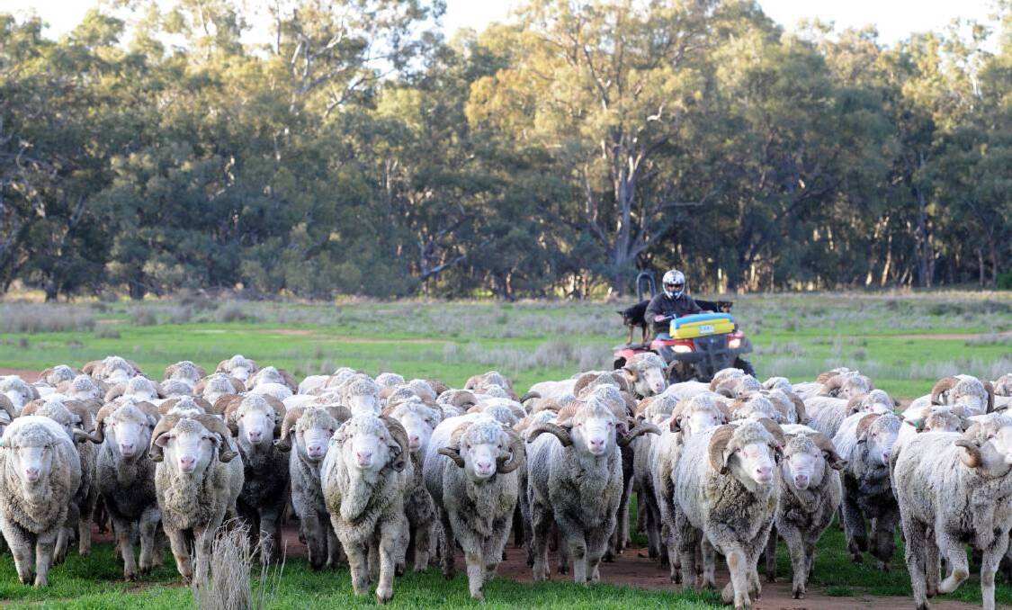 Mustering Merino rams on 'Borambil' in southern New South Wales, one of more than 30 holdings in Paraway Pastoral's livestock property portfolio which now grows by another three after the Hassad Australia sell-off.