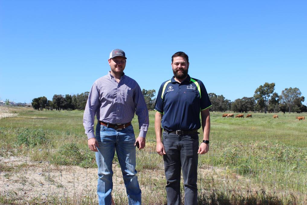  Visiting Texas authority on Akaushi cattle Aaron Cooper (left) and John Dawkins, Tillbrook Melaleuka Group, who is using Akaushi genetics to improve beef production in Simmental cattle.