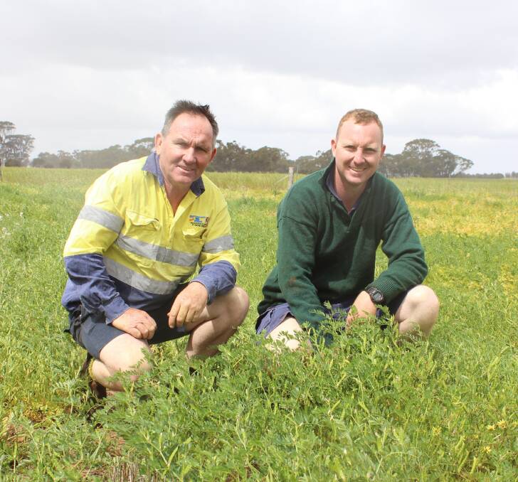 Jitarning crop and sheep producers Les Tyson (left) with son Brent Tyson in their vetch pastures that have been a great benefit to their sheep operation and to improve soil health.