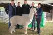 Windsong Valley alpaca sells for record $150,000
