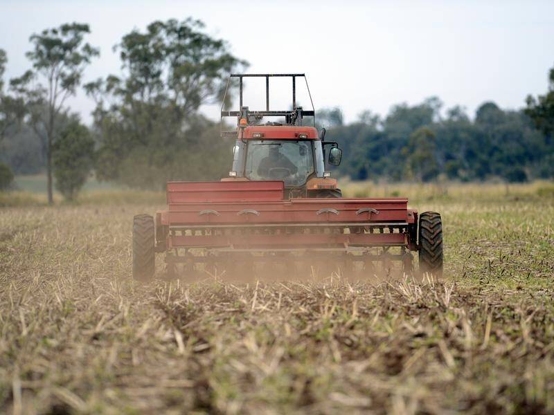China will review tariffs on Australian barley in a possible pathway out of a trade dispute. (Dan Peled/AAP PHOTOS)